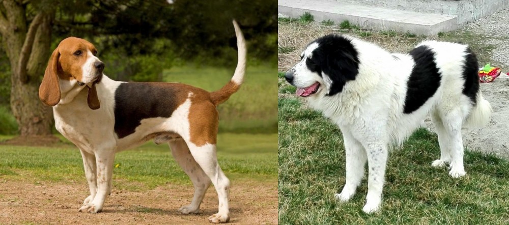 Ciobanesc de Bucovina vs Artois Hound - Breed Comparison