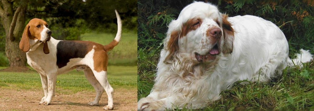 Clumber Spaniel vs Artois Hound - Breed Comparison