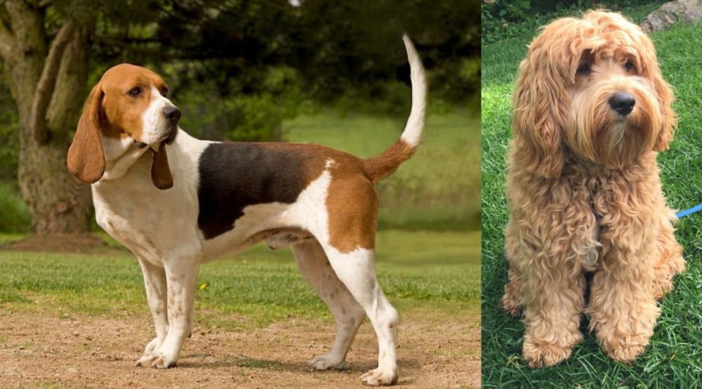 Cockapoo vs Artois Hound - Breed Comparison