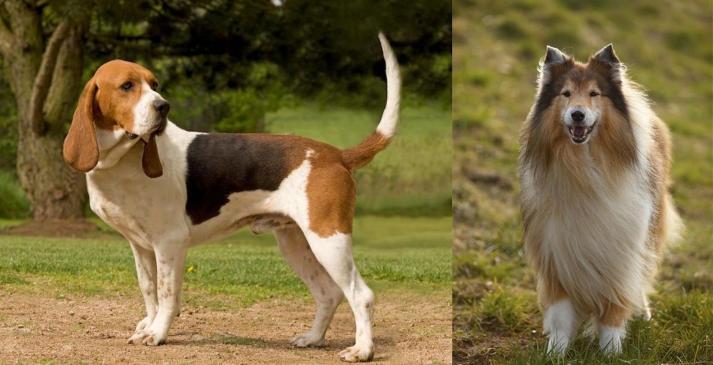 Collie vs Artois Hound - Breed Comparison
