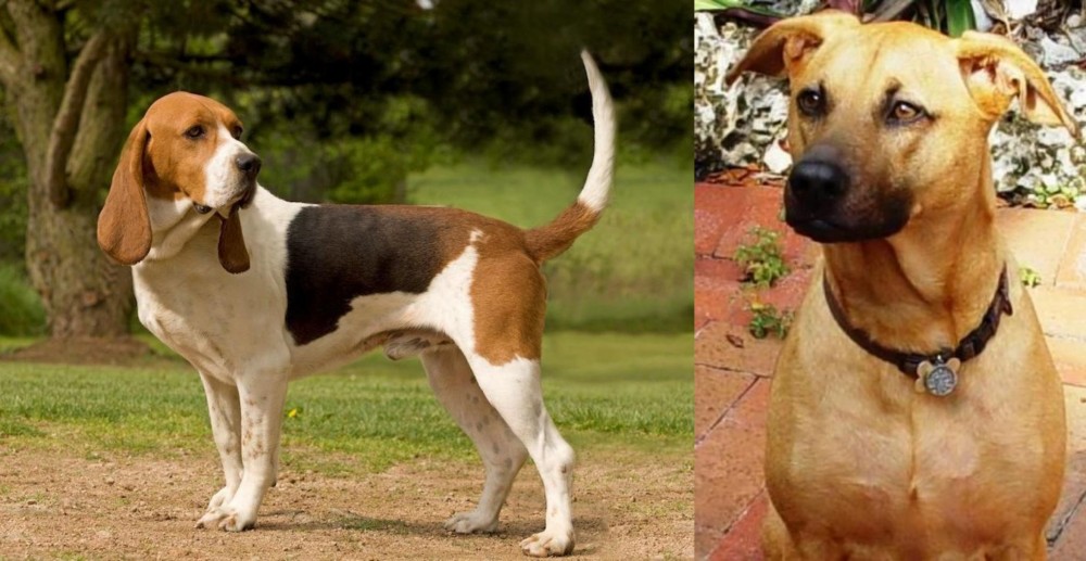 Combai vs Artois Hound - Breed Comparison