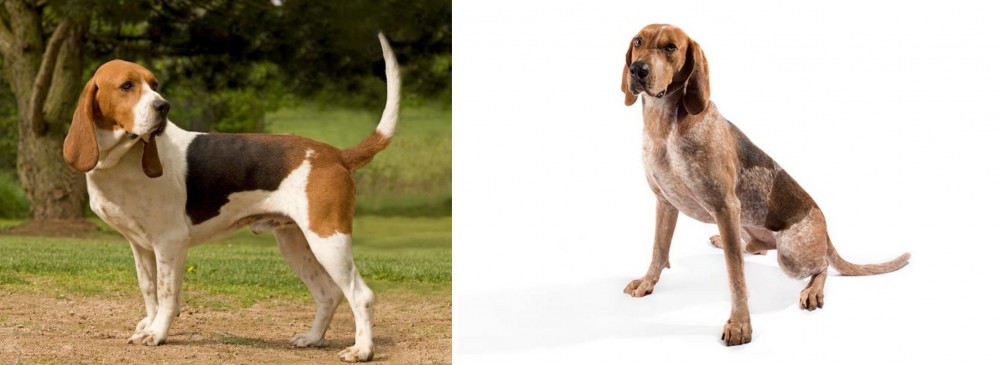 Coonhound vs Artois Hound - Breed Comparison
