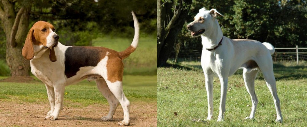 Cretan Hound vs Artois Hound - Breed Comparison