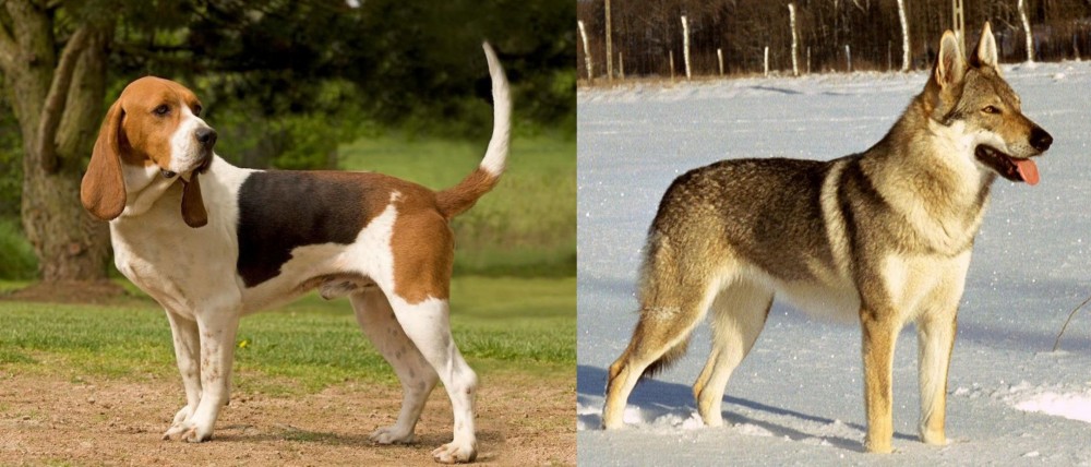 Czechoslovakian Wolfdog vs Artois Hound - Breed Comparison