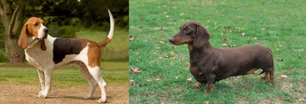 Dachshund vs Artois Hound - Breed Comparison