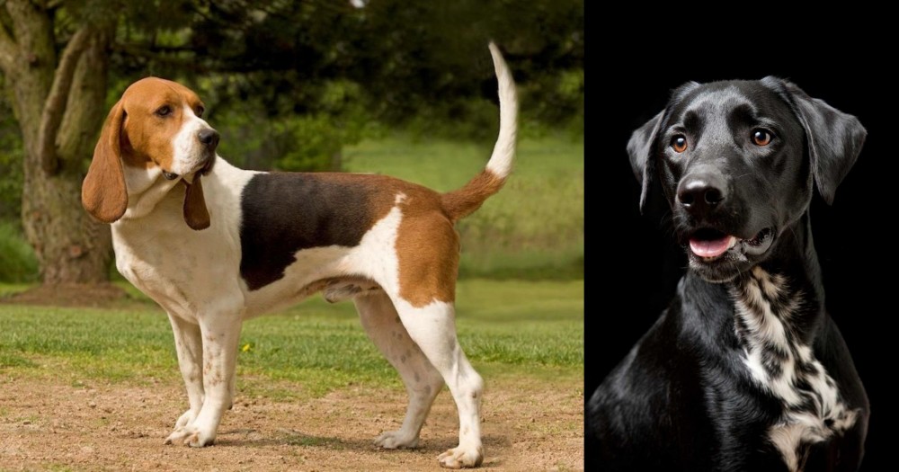 Dalmador vs Artois Hound - Breed Comparison