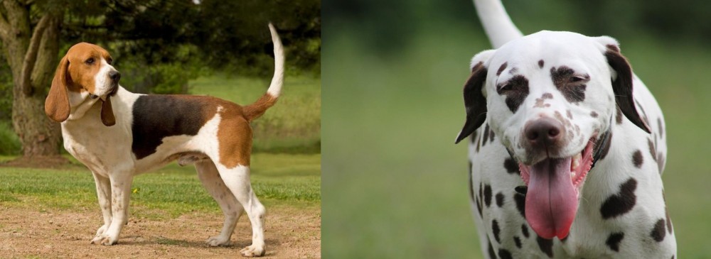 Dalmatian vs Artois Hound - Breed Comparison