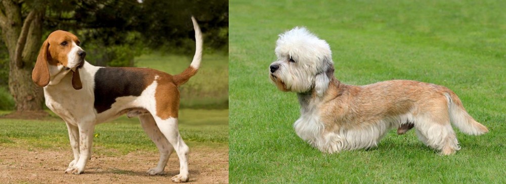 Dandie Dinmont Terrier vs Artois Hound - Breed Comparison