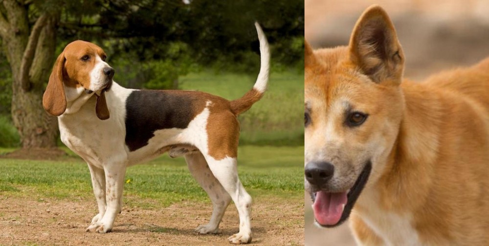 Dingo vs Artois Hound - Breed Comparison