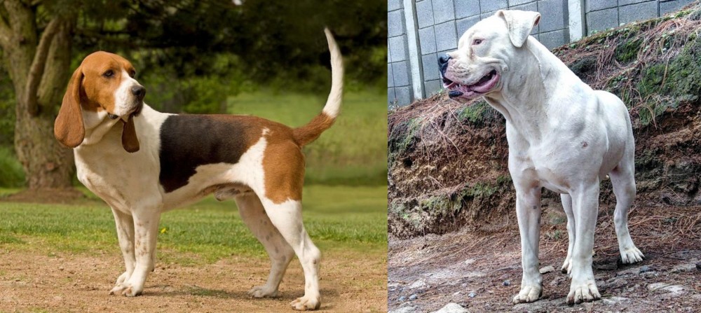 Dogo Guatemalteco vs Artois Hound - Breed Comparison