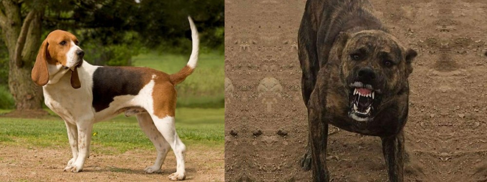 Dogo Sardesco vs Artois Hound - Breed Comparison