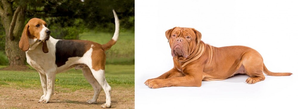 Dogue De Bordeaux vs Artois Hound - Breed Comparison