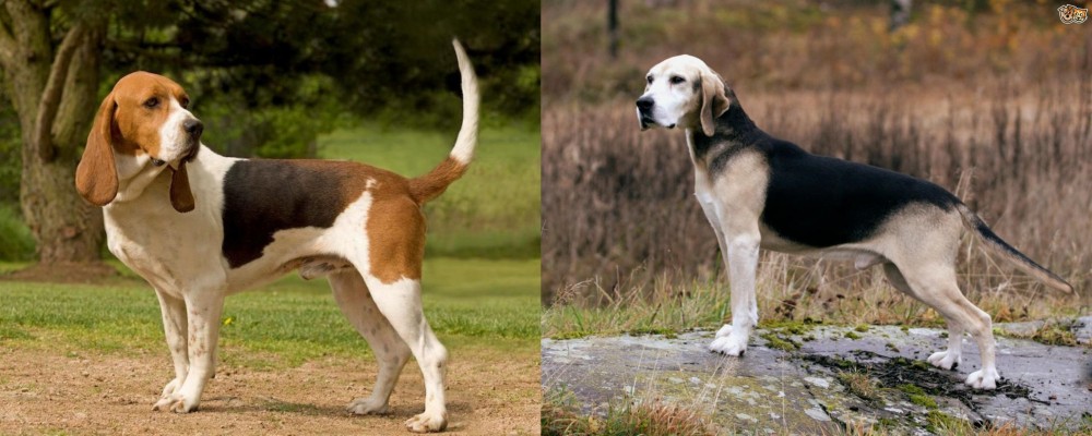 Dunker vs Artois Hound - Breed Comparison