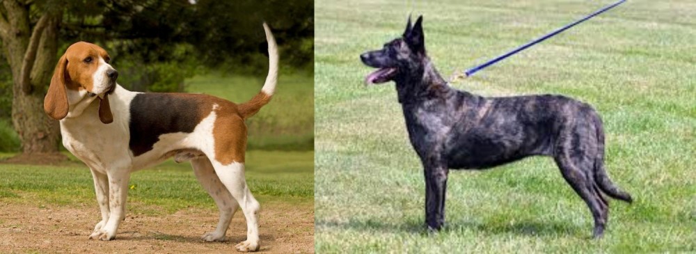 Dutch Shepherd vs Artois Hound - Breed Comparison