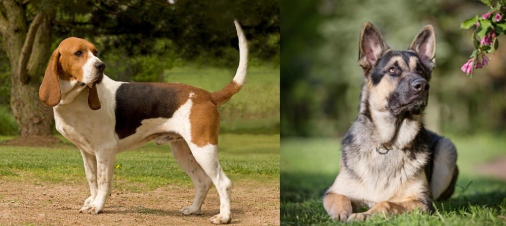 East European Shepherd vs Artois Hound - Breed Comparison
