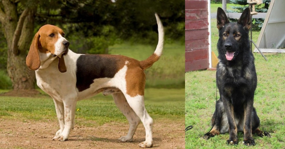 East German Shepherd vs Artois Hound - Breed Comparison