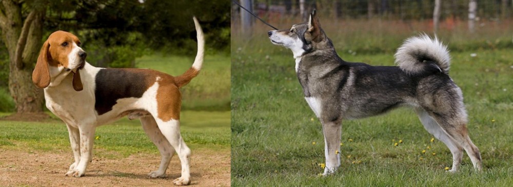 East Siberian Laika vs Artois Hound - Breed Comparison