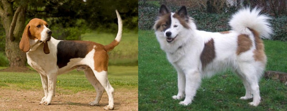 Elo vs Artois Hound - Breed Comparison