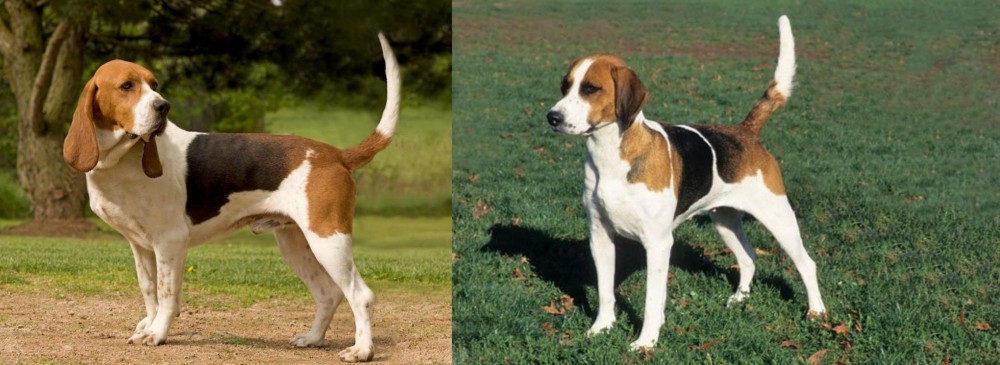 English Foxhound vs Artois Hound - Breed Comparison