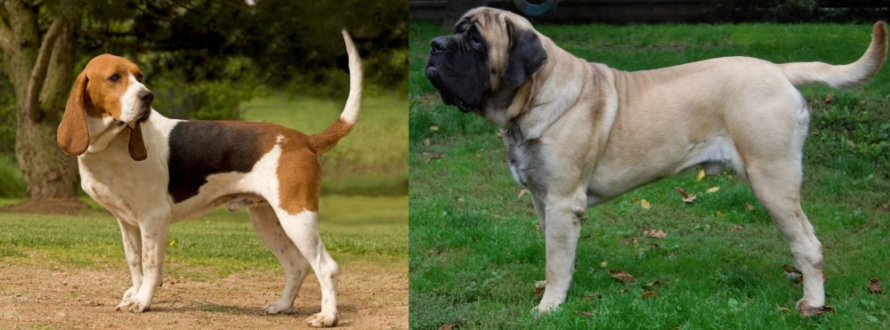 English Mastiff vs Artois Hound - Breed Comparison