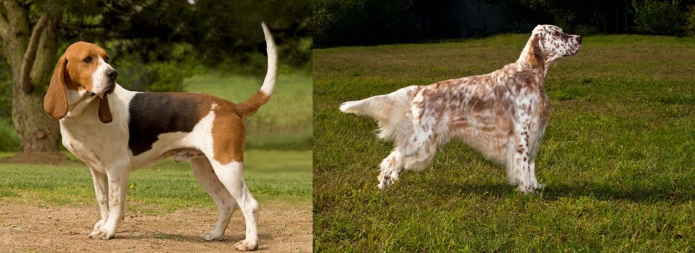 English Setter vs Artois Hound - Breed Comparison