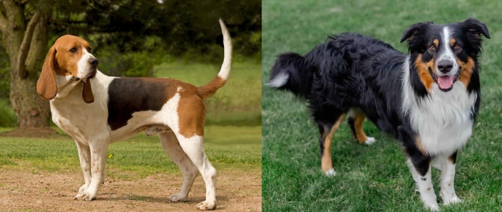 English Shepherd vs Artois Hound - Breed Comparison