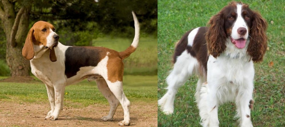English Springer Spaniel vs Artois Hound - Breed Comparison