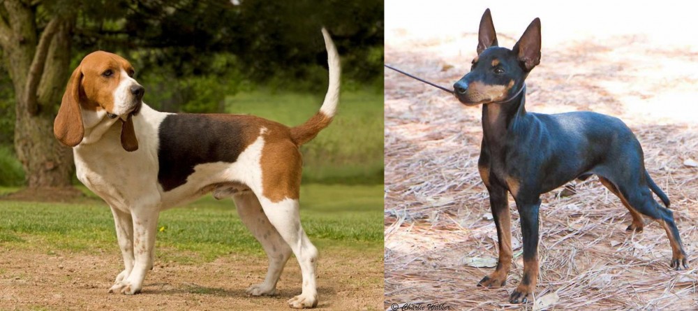 English Toy Terrier (Black & Tan) vs Artois Hound - Breed Comparison
