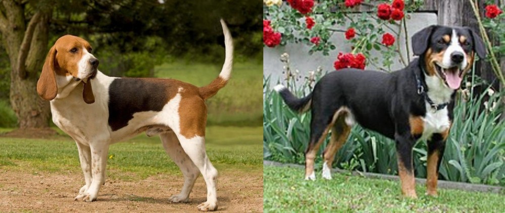 Entlebucher Mountain Dog vs Artois Hound - Breed Comparison