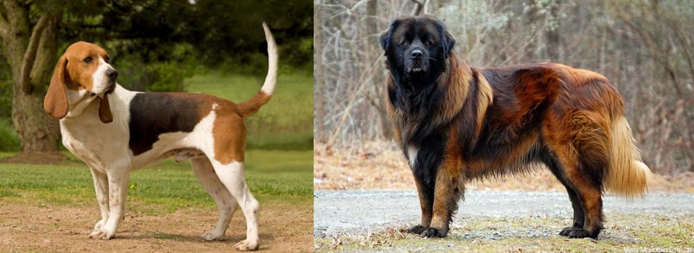 Estrela Mountain Dog vs Artois Hound - Breed Comparison
