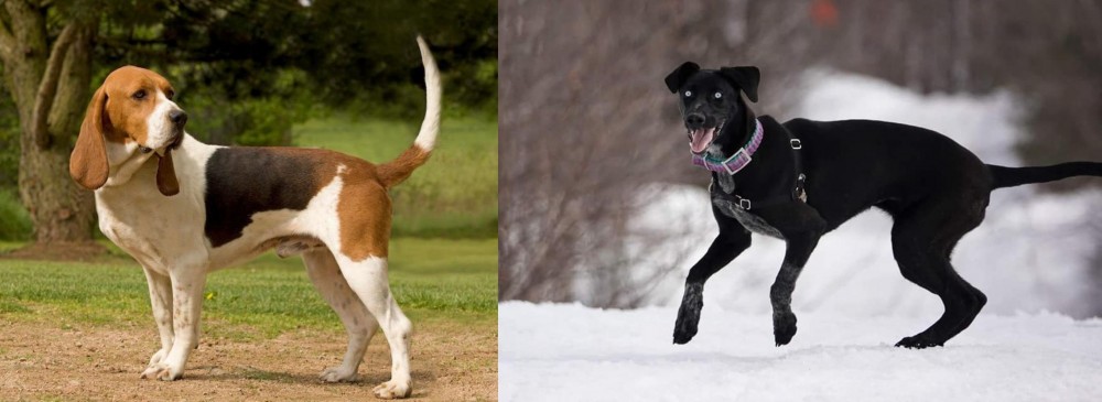 Eurohound vs Artois Hound - Breed Comparison