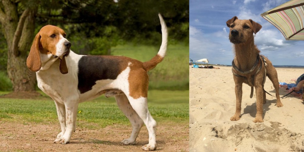 Fell Terrier vs Artois Hound - Breed Comparison