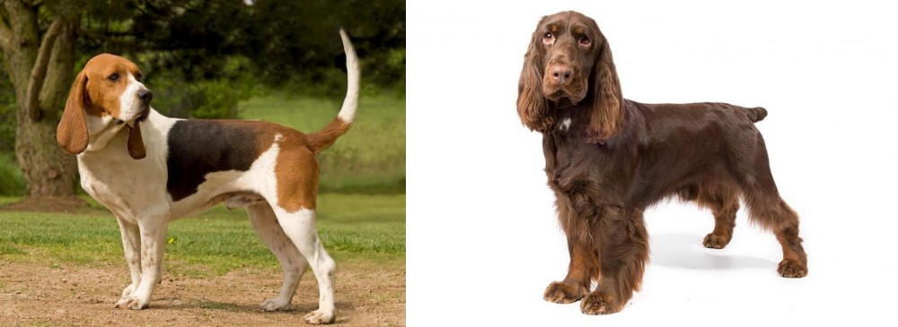 Field Spaniel vs Artois Hound - Breed Comparison