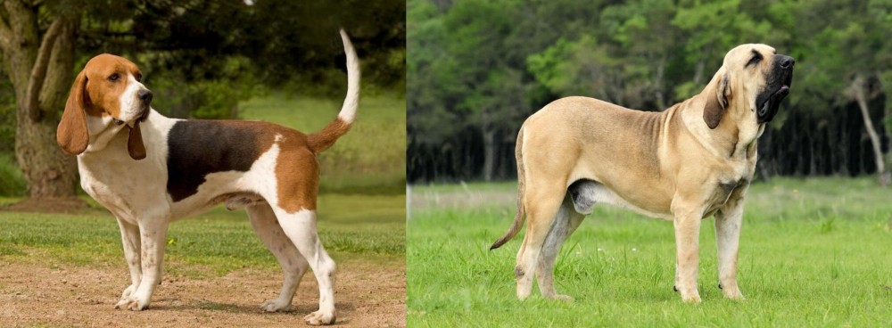 Fila Brasileiro vs Artois Hound - Breed Comparison