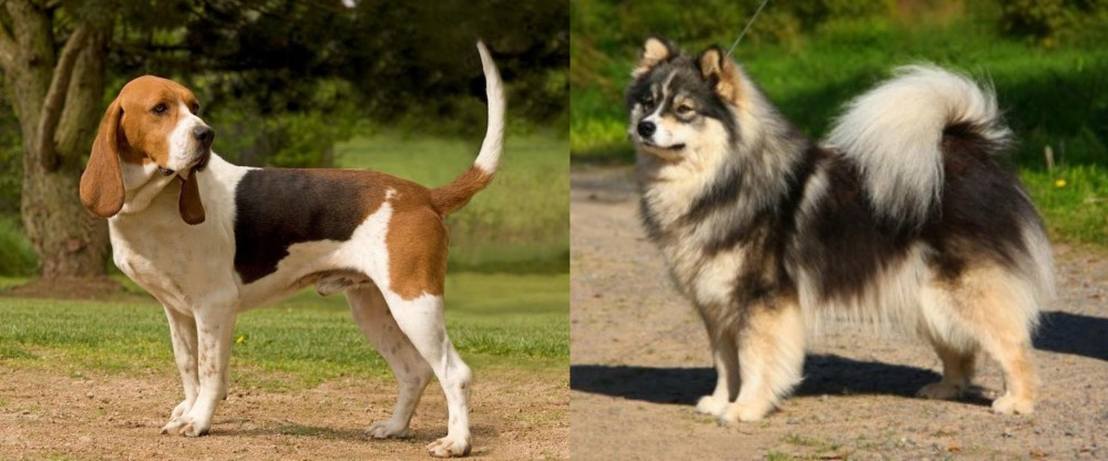 Finnish Lapphund vs Artois Hound - Breed Comparison