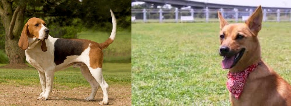 Formosan Mountain Dog vs Artois Hound - Breed Comparison