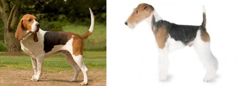 Fox Terrier vs Artois Hound - Breed Comparison