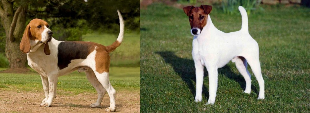 Fox Terrier (Smooth) vs Artois Hound - Breed Comparison