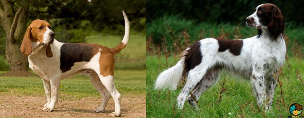 French Spaniel vs Artois Hound - Breed Comparison