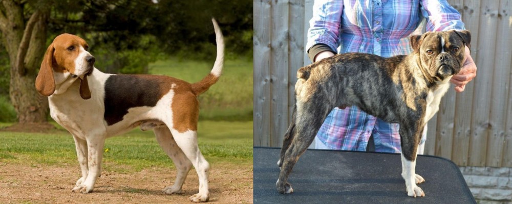 Fruggle vs Artois Hound - Breed Comparison