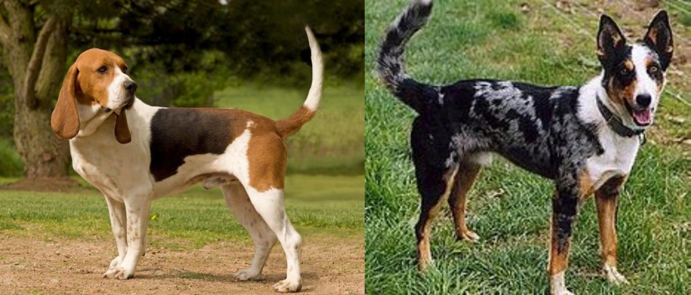 German Coolie vs Artois Hound - Breed Comparison