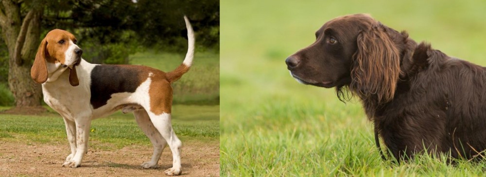 German Longhaired Pointer vs Artois Hound - Breed Comparison