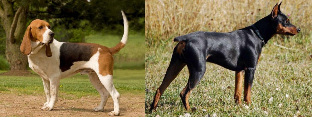 German Pinscher vs Artois Hound - Breed Comparison