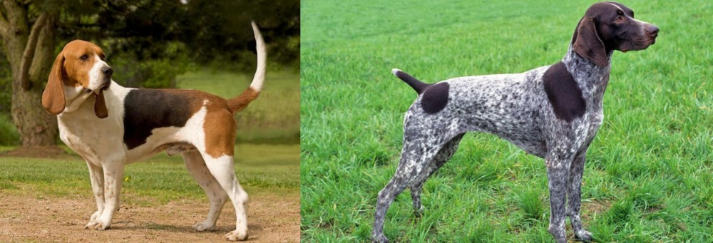German Shorthaired Pointer vs Artois Hound - Breed Comparison