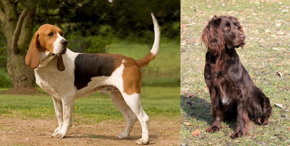 German Spaniel vs Artois Hound - Breed Comparison