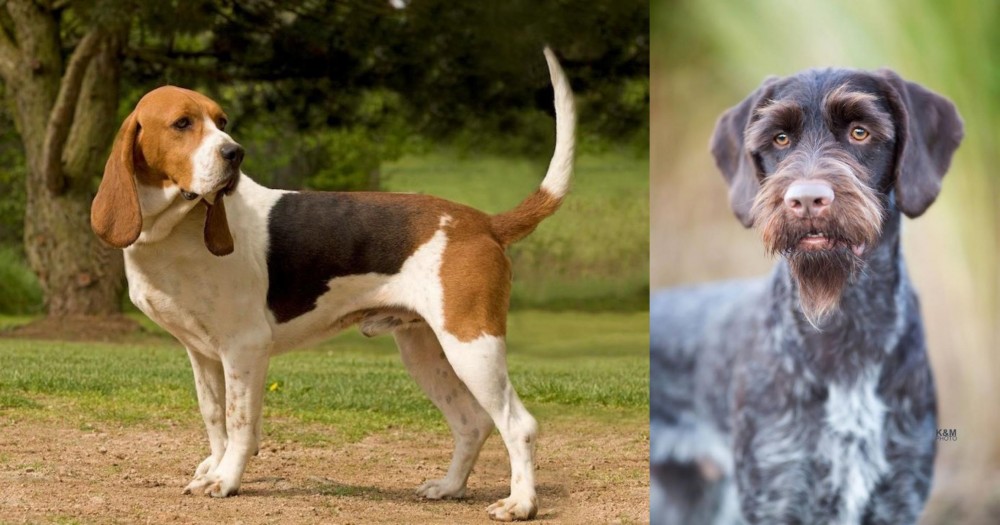 German Wirehaired Pointer vs Artois Hound - Breed Comparison