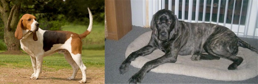 Giant Maso Mastiff vs Artois Hound - Breed Comparison