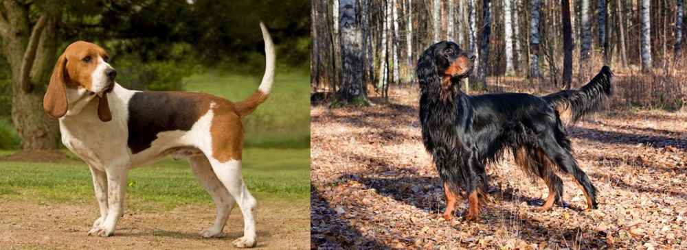 Gordon Setter vs Artois Hound - Breed Comparison