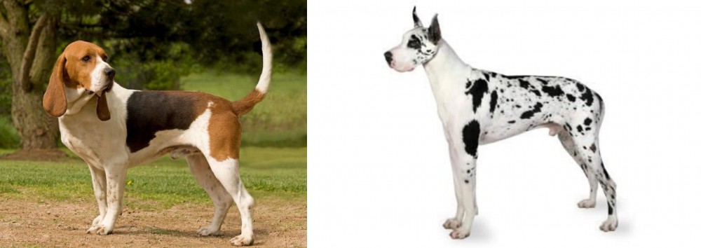 Great Dane vs Artois Hound - Breed Comparison