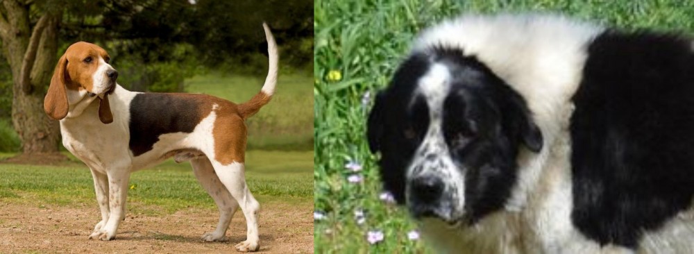 Greek Sheepdog vs Artois Hound - Breed Comparison